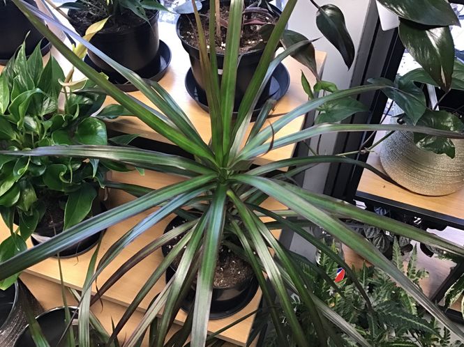 Hovedbilde Draketre Hort