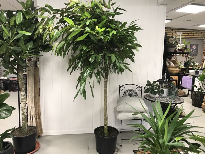 Hovedbilde Ficus Àmstel King` ø36