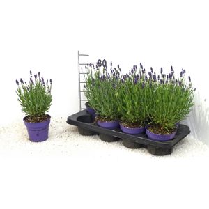 Hovedbilde Lavende - Lavandula angustifolia Hidcote BE - ...