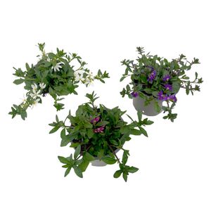 Hovedbilde Femtunge - Scaevola aemula Mix - 162708