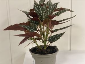 Hovedbilde Begonia blad maculata