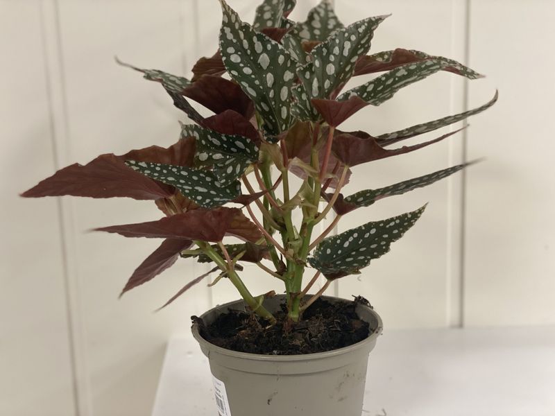 Begonia blad maculata