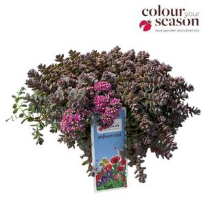Hovedbilde Sedum cauticola Lidakense  - 165583