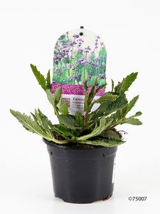 Hovedbilde Verbena - VERBENA BONARIENSIS  - 162701
