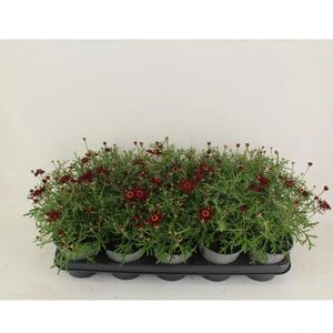 Hovedbilde Margeritt - Argyranthemum fru. La Rita Purple Red ...