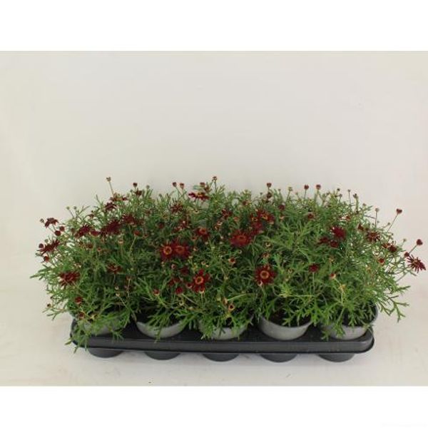 Margeritt - Argyranthemum fru. La Rita Purple Red  - 164850