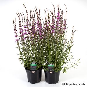 Hovedbilde Prydkattehale - LYTHRUM VIRGATUM  - 164866