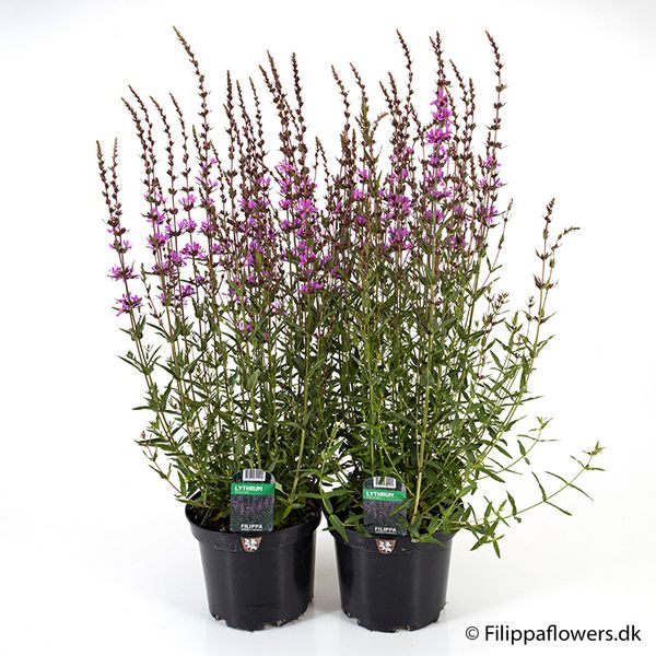 Prydkattehale - LYTHRUM VIRGATUM  - 164866