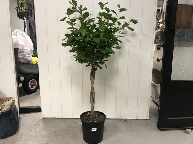 Hovedbilde FICUS BENJAMINA 'MOCLAME' - 151158