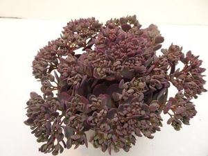 Hovedbilde Sedum Rocky  - 165583