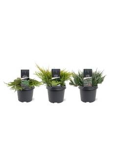 Hovedbilde Krypeiner MIX D19