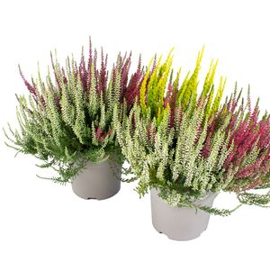 Hovedbilde Calluna vulgaris Garden Girls Trio Dekotopf