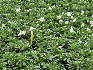 Hovedbilde Millionbells - CALIBRACHOA CALIPETIT WHITE - ...