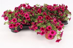Hovedbilde Millionbells - Calibrachoa Purple  - 162709
