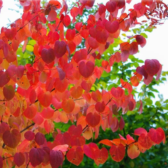 Hovedbilde Cercidiphyllum japonicum 3meter