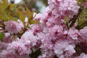 Hovedbilde Prydkirsetre Kiku-Shidare-Zakura C10 Pa