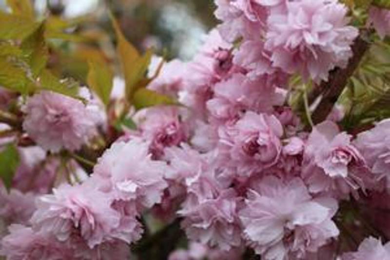 Prydkirsetre Kiku-Shidare-Zakura C10 Pa