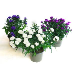Hovedbilde Aster - Aster novi-belgii Magic Showmakers Mix - ...