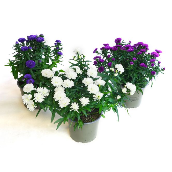 Hovedbilde Aster - Aster novi-belgii Magic Showmakers Mix - ...