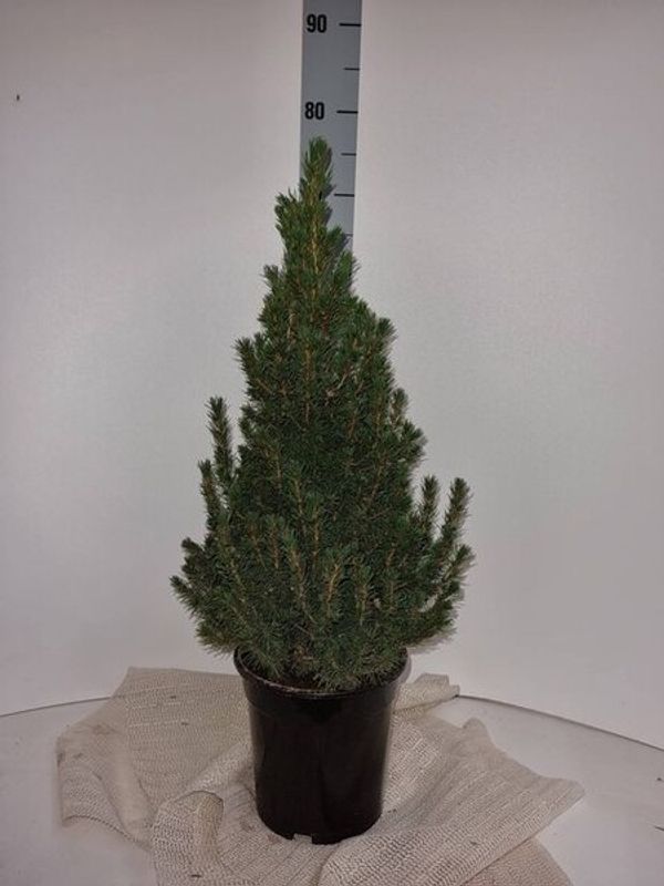 Kjeglegran - Picea glauca 
