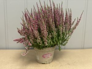 Hovedbilde Calluna Garden girl