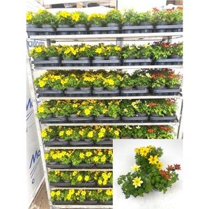 Hovedbilde Bidens - Bidens ferulifolia    - 161659