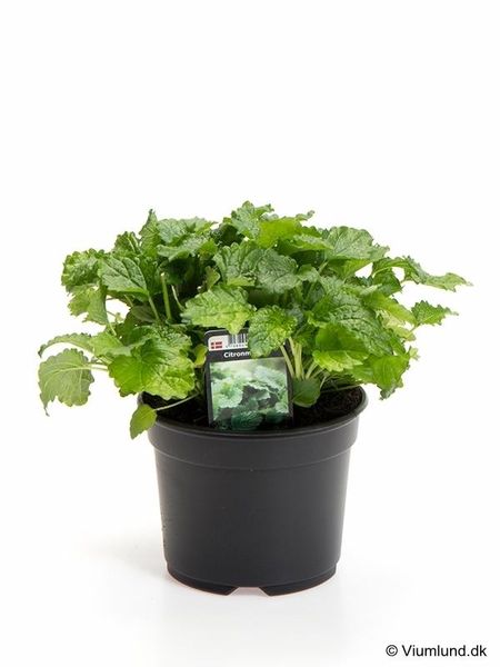 Sitronmelisse - MELISSA OFFICINALIS/CITRONMEL.  - 162701
