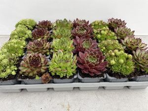 Hovedbilde Takl&oslash;k - Sempervivum mix  - 165583