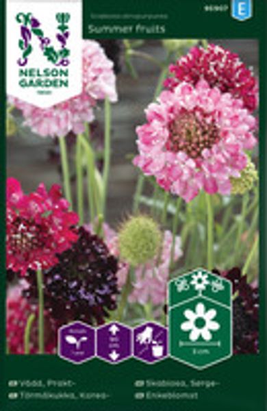 Skabiosa, Sørge-, Summer fruits