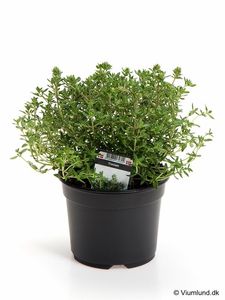 Hovedbilde Timian - THYMUS VULGARIS/TIMIAN  - 161649