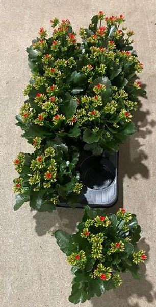  ILDTOPP - KALANCHOE RØD Mini