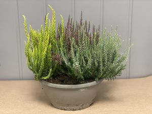 Hovedbilde Calluna trefarget