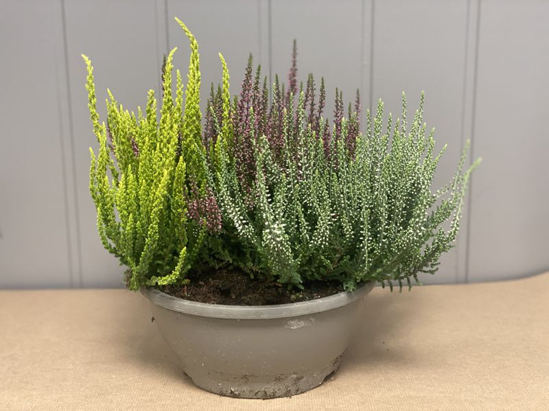Calluna trefarget