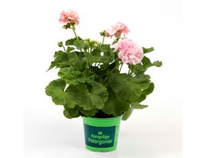 Hovedbilde Pelargonia - PELARGONIUM ZONALE-HYBRID 'PRINSESSE ...