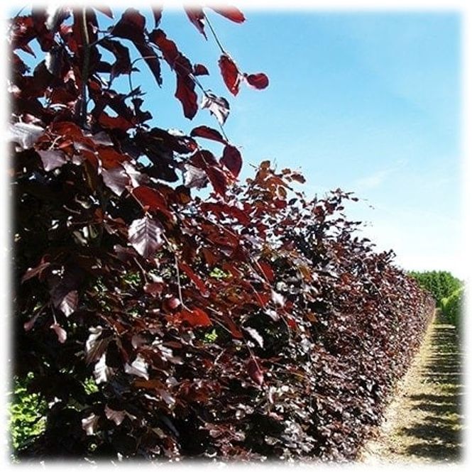 Hovedbilde Blodbøk - Fagus sylvatica Purpurea sh 125-150 co ...