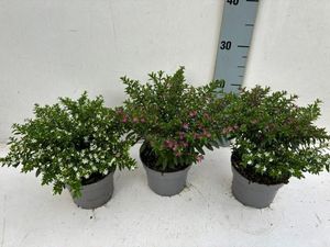 Hovedbilde Japans Myrt - CUPHEA mixed - 165582