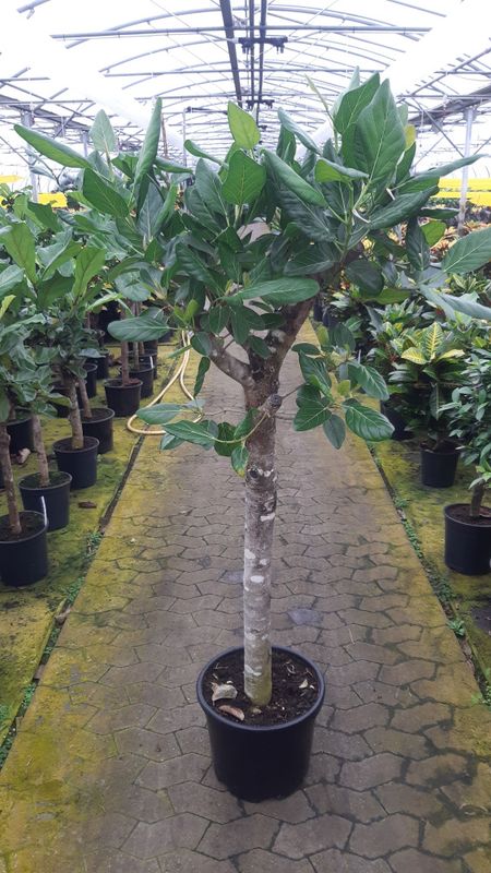 FICUS BENGHALENSIS 'AUDREY'