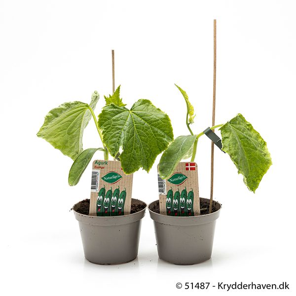 Agurk - CUCUMIS SATIVUS/AGURK  - 161649