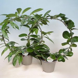 Hovedbilde Voksblomst - HOYA CARNOSA  - 165594