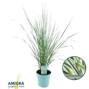 Hovedbilde Prydgress - Calamagrostis acutiflora Overdam  - ...
