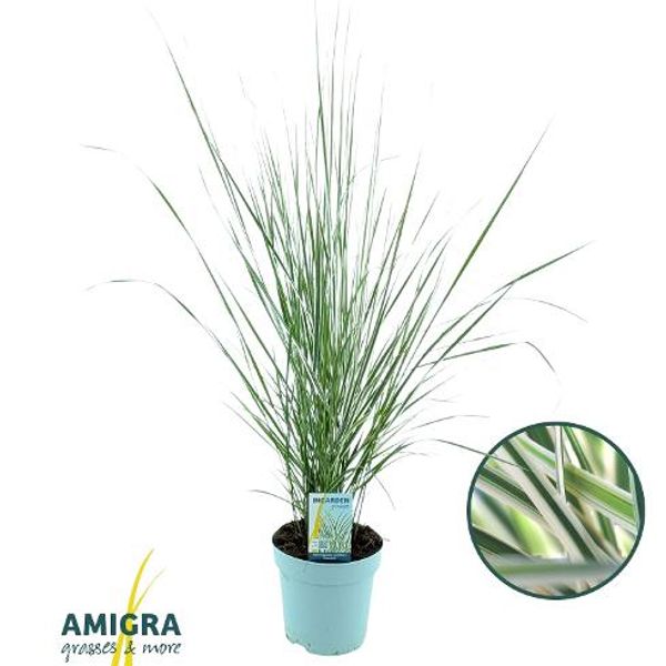 Prydgress - Calamagrostis acutiflora Overdam  - 163892