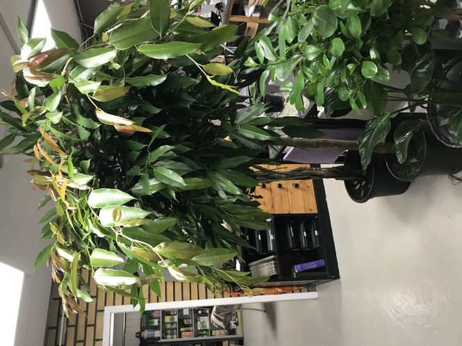 Hovedbilde Ficus Àmstel King` ø36