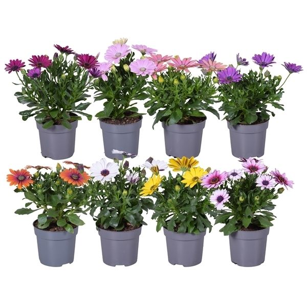 Spansk margeritt - Osteospermum ecklonis Mix, Pottburri, BE - 164360