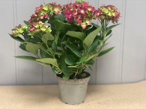 Hovedbilde Hortensia store
