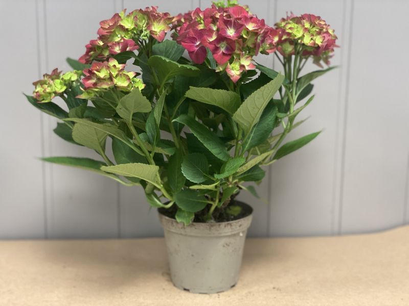 Hortensia store