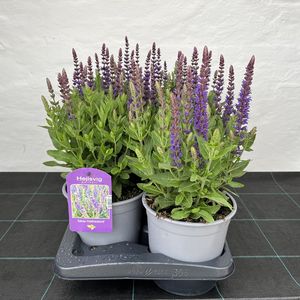 Hovedbilde Salvie - SALVIA NEMOROSA 'OSTFRISLAND' - 163882