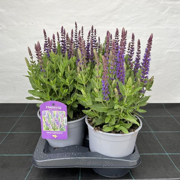 Salvie - SALVIA NEMOROSA 'OSTFRISLAND' - 163882
