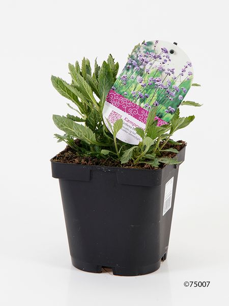 Verbena - VERBENA BONARIENSIS  - 162701