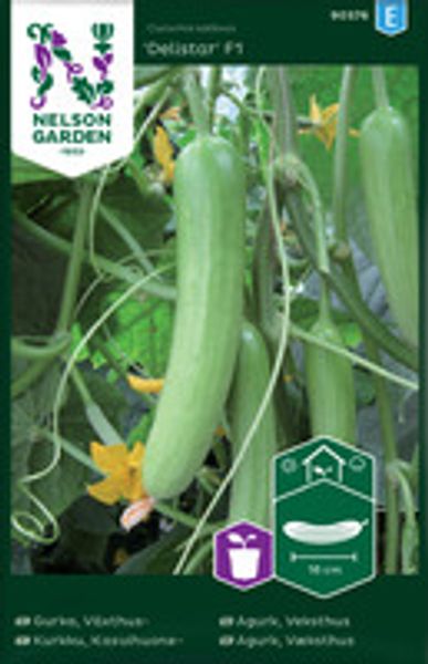 Agurk, Slange-, mini, Veksthus,Delistar