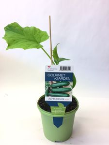 Hovedbilde Agurk - CUCUMIS SATIVUS/AGURK  - 161649